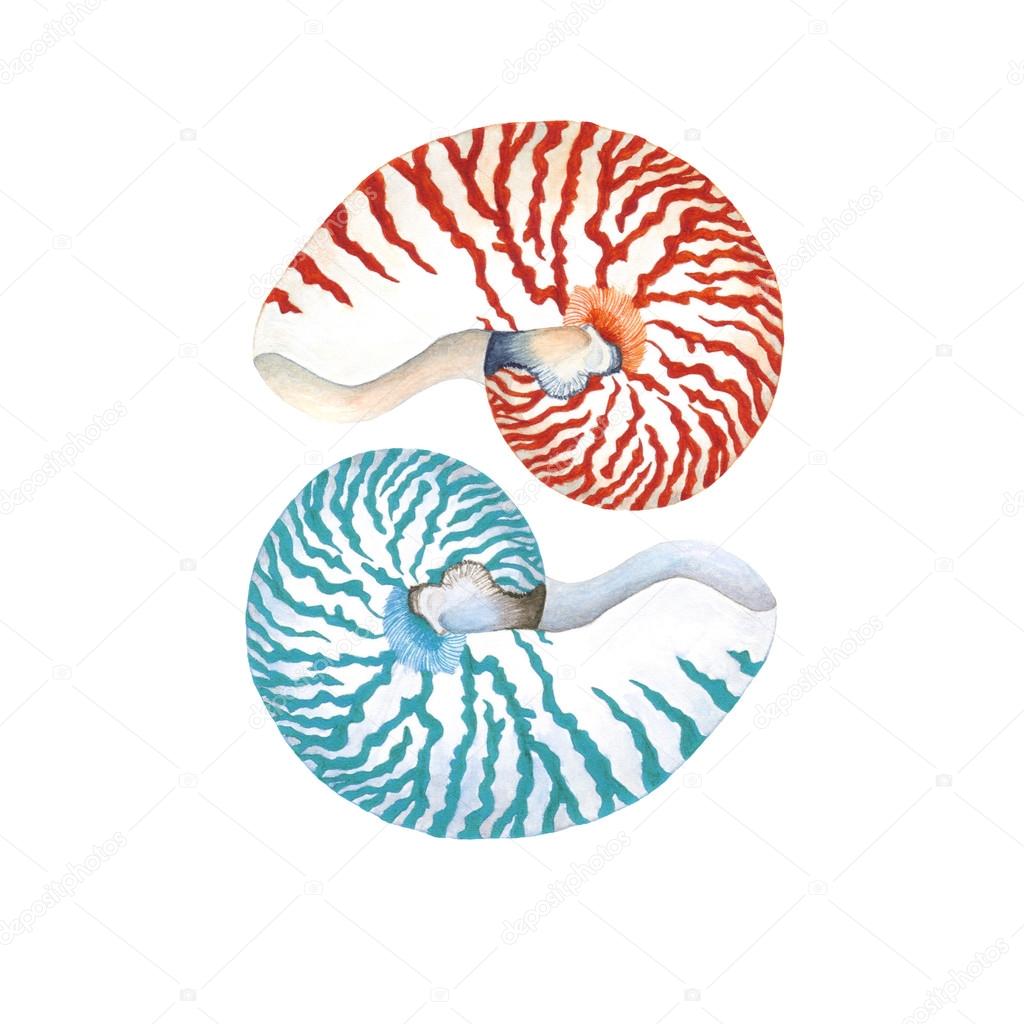 Watercolor Nautilus Shell composition