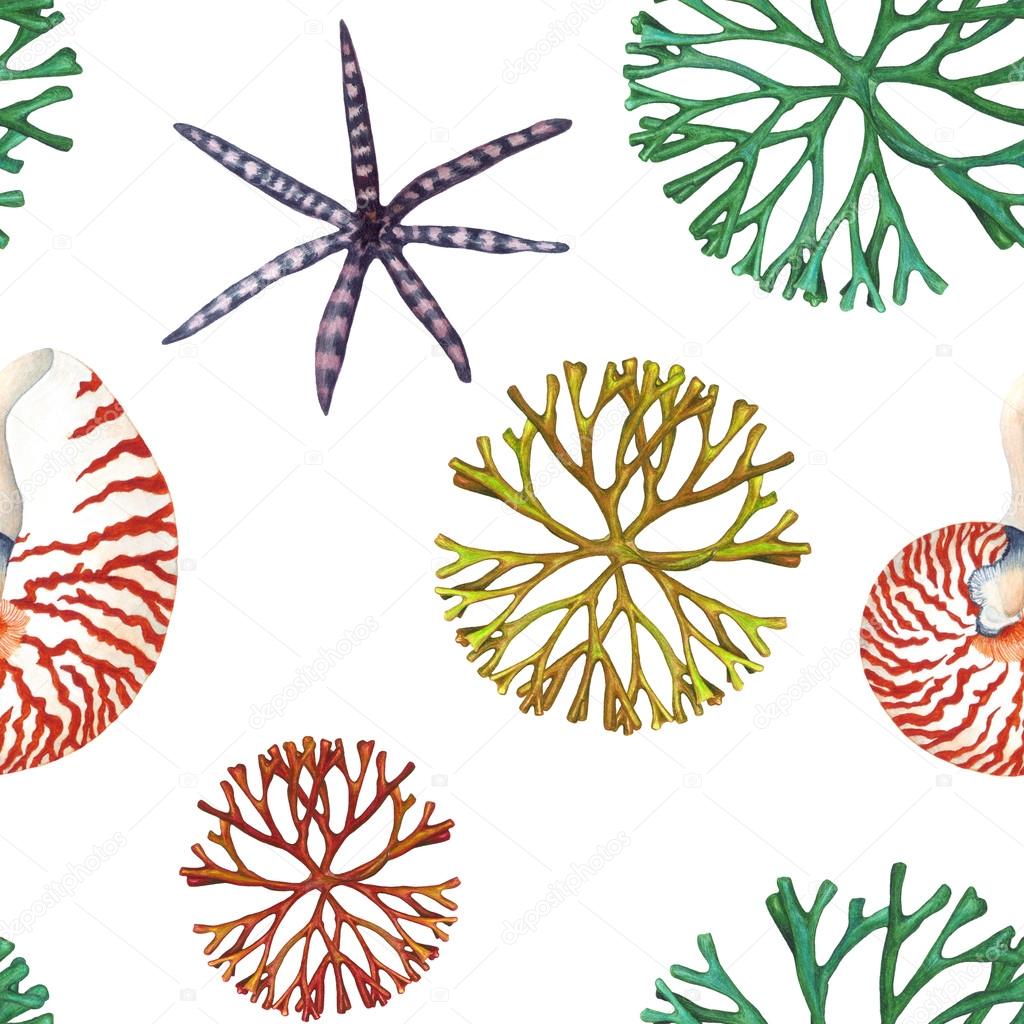 Coral & Nautilus Shell pattern.