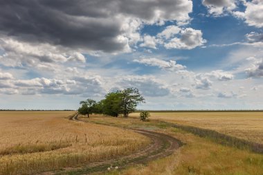 Yolun ve çeşitli ağaçlar ile buğday ekili alanlar arasında büyüyen