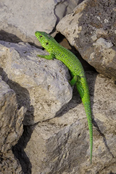 Little green lizard is basking on the stones — Stock Photo, Image