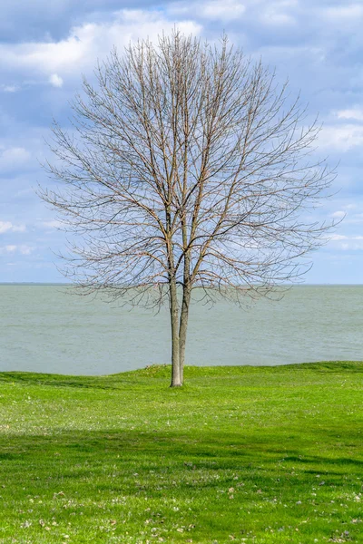 Lonely tree in Background of the green grass on the coast and blue sky — Stock Photo, Image