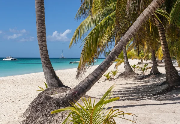 Blue lagoon, palms, white sand at the Caribbean sea, Dominican Republic — Stock Photo, Image