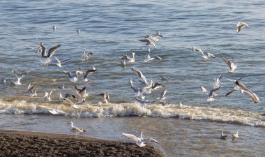 Birçok martılar bir deniz kıyısında balık yakalamak