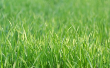 Çayırda büyüyen sulu yeşil çimen