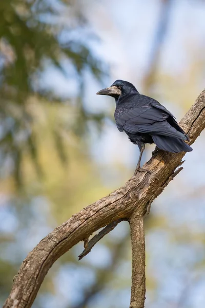 Eenzame crow zit op een tak — Stockfoto