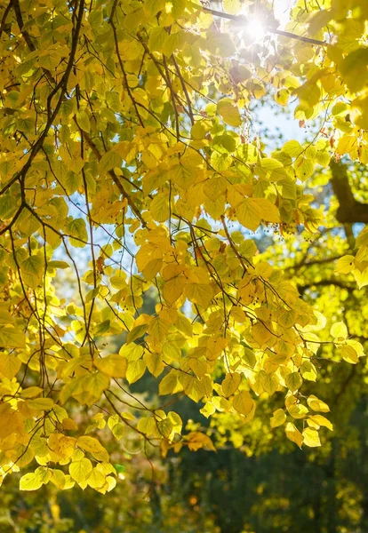 Hojas amarillas de otoño sobre una rama de ceniza — Foto de Stock