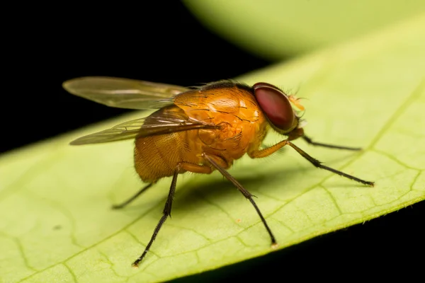 Mosca de frutas em close-up — Fotografia de Stock