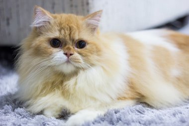 Kahverengi Farsça kedi 