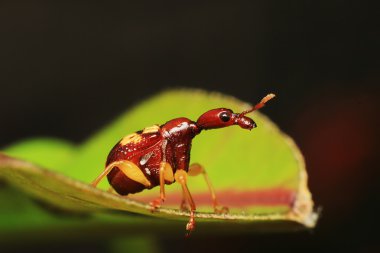 Kırmızı zürafa Weevil veya yaprak Weevil haddeleme