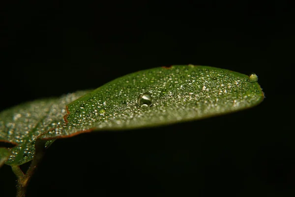 Wassertropfen am Morgen in Nahaufnahme — Stockfoto