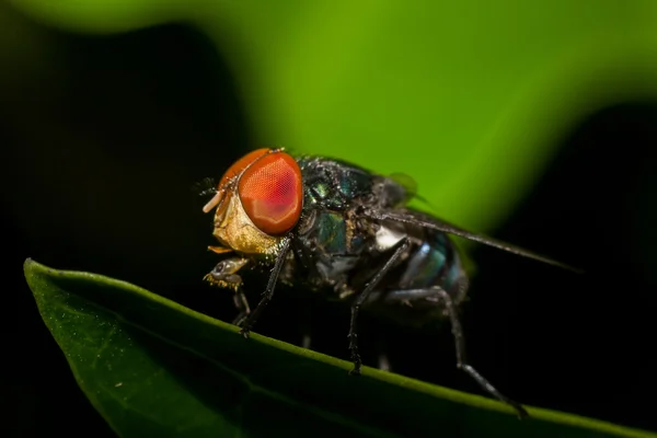 Flesh Fly em close-up — Fotografia de Stock