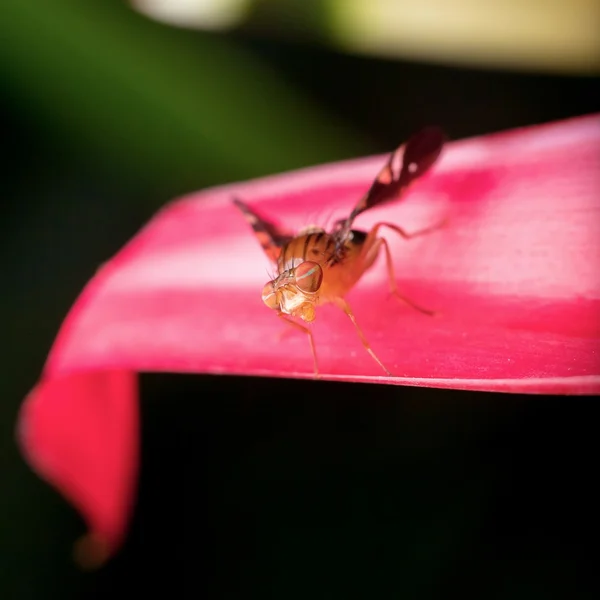 Mosca de frutas em close-up — Fotografia de Stock