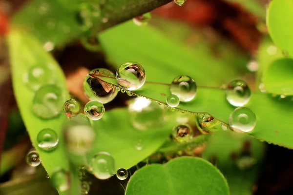 Gotas de água da manhã em close-up — Fotografia de Stock