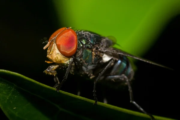 Flesh Fly впритул — стокове фото