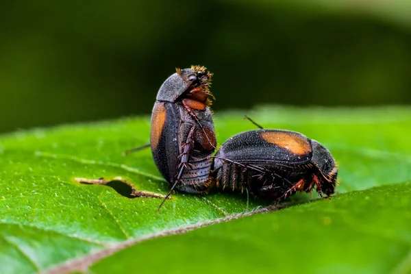 Temporada de acasalamento para inseto — Fotografia de Stock