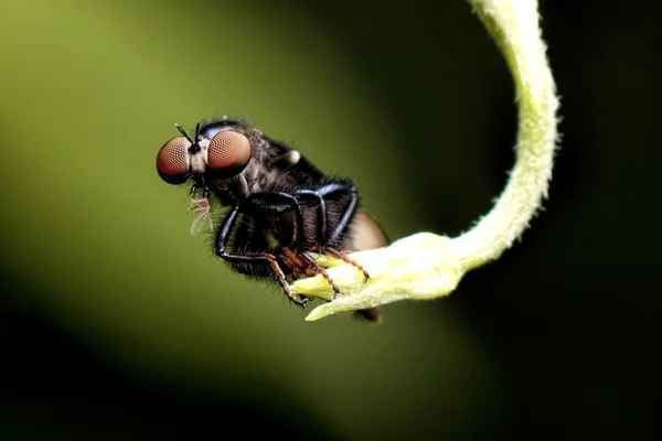 Una mosca rapinatrice in attesa del suo pasto in primo piano — Foto Stock