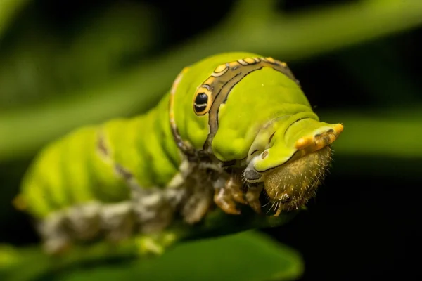 Uma lagarta em close up — Fotografia de Stock