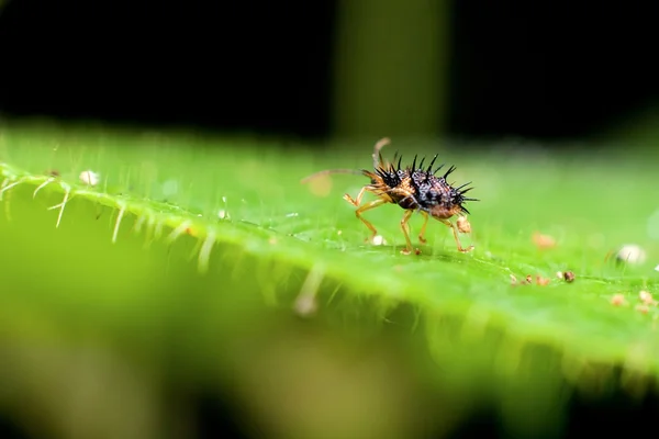 Um inseto do corpo do chifre andando em uma folha verde — Fotografia de Stock