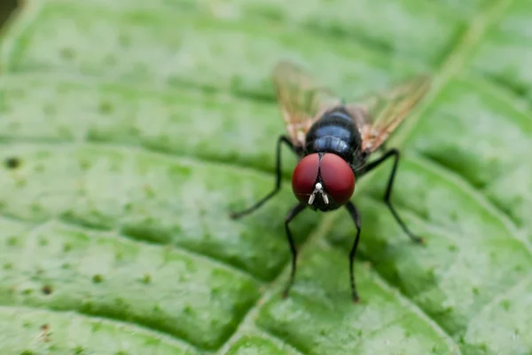 Flesh Fly em close-up — Fotografia de Stock