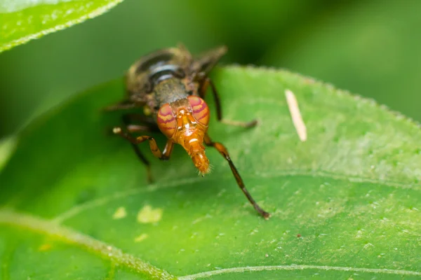 Mosca da fruta em repouso em cima da folha verde — Fotografia de Stock