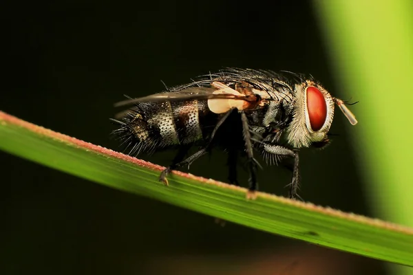 Flesh Fly em close-up — Fotografia de Stock