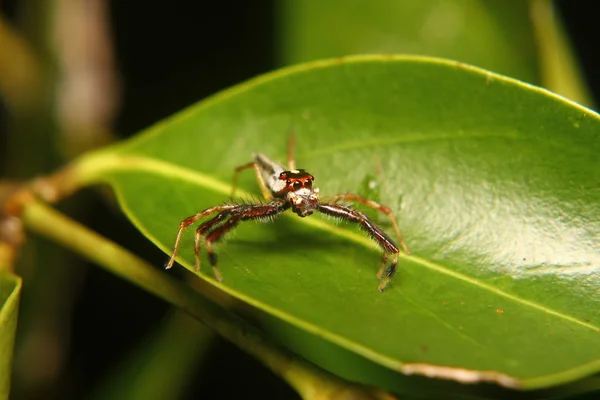 Dinlenme ve yemek için bekleyen örümcek — Stok fotoğraf
