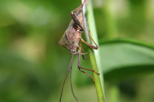 Marmorated pis böcek ya da Halyomorpha halys — Stok fotoğraf
