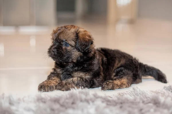 Hairy brown mixed bread puppy — Stock Photo, Image