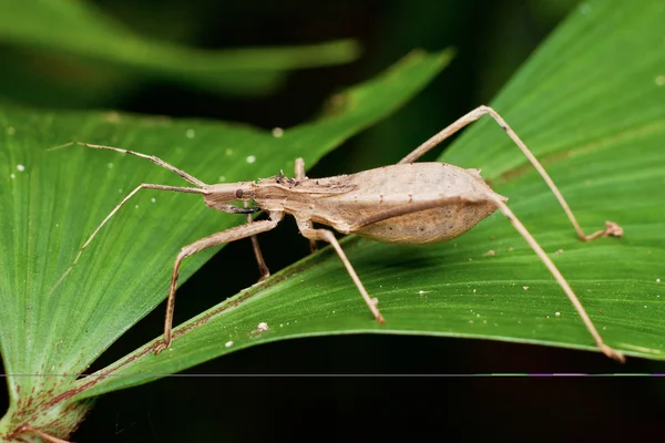 Marmorierte Stinkwanze oder Halyomorpha halys — Stockfoto