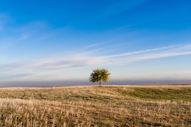 Sabah güneşin yalnız ağaç