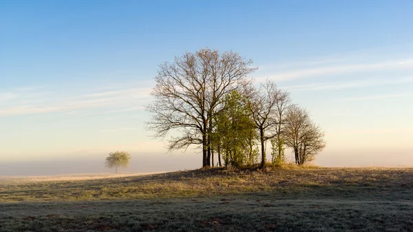 Bahar sabahı meadows