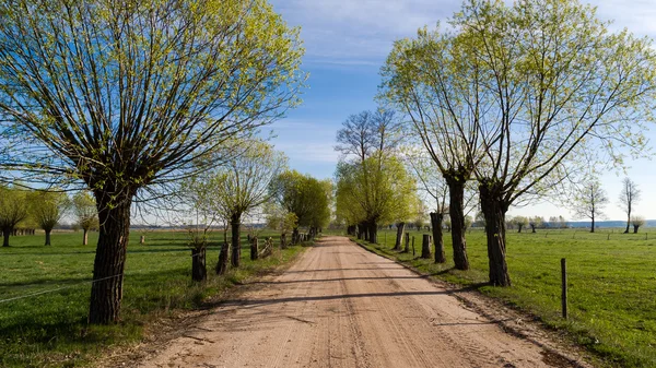 Willows toprak yol tarafından