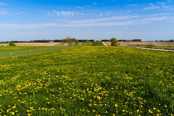 Wiosna Podlasiu – stockfoto