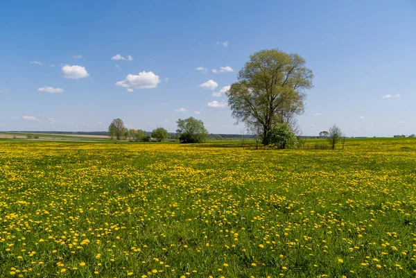 Wiosna Na Podlasiu — Stockfoto