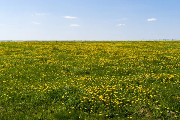 Wiosna Na Podlasiu — Stockfoto