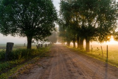 Willow alley in the morning sun