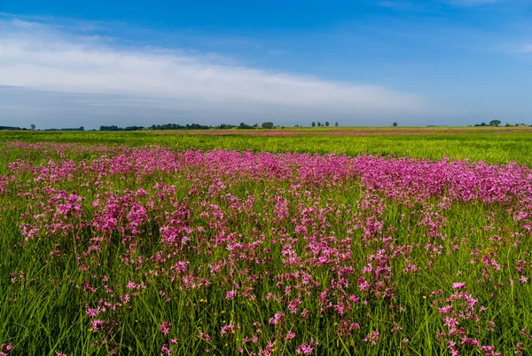 Blühende Wiesen im Tal des narew — Stockfoto