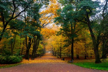 Park Zwierzyniec 'te Sonbahar, Biaystok, Podlasie