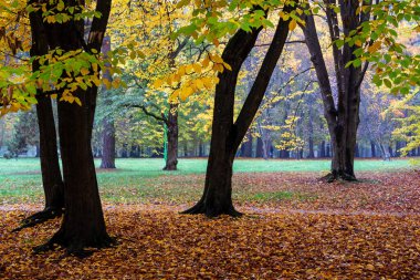 Park Zwierzyniec 'te Sonbahar, Biaystok, Podlasie