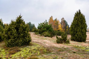 Polonya, Podlasie 'de sonbahar manzarası