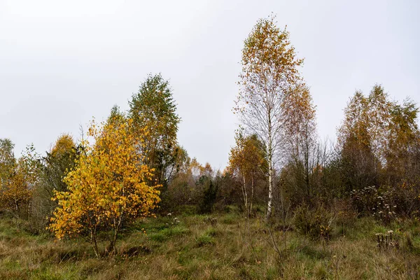 Paisaje Otoñal Podlasie Polonia — Foto de Stock