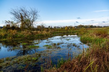 Polonya 'nın Podlasie kentindeki Narew Nehri' nin sonbahar manzarası
