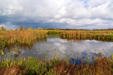 Polonya 'nın Podlasie kentindeki Narew Nehri' nin sonbahar manzarası