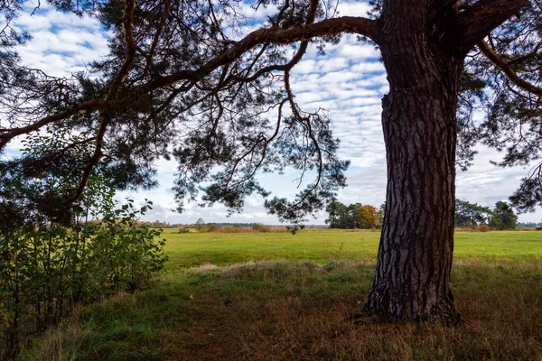 Autumn Landscape Narew River Valley Podlasie Poland — Stock Photo, Image