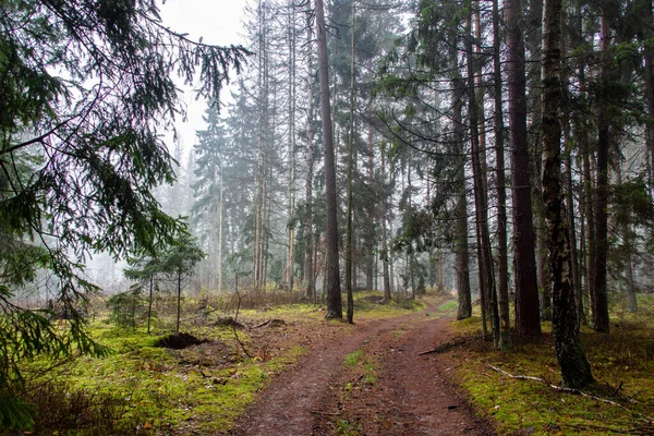 Knyszyn Ormanı, Podlasie, Polonya 'da bulutlu bir sonbahar günü