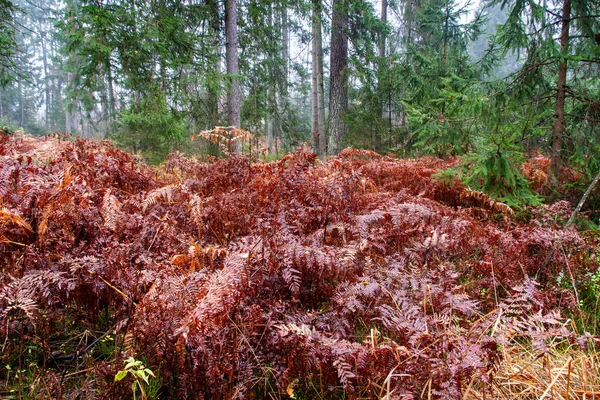 Día Nublado Otoño Bosque Knyszyn Podlasie Polonia — Foto de Stock