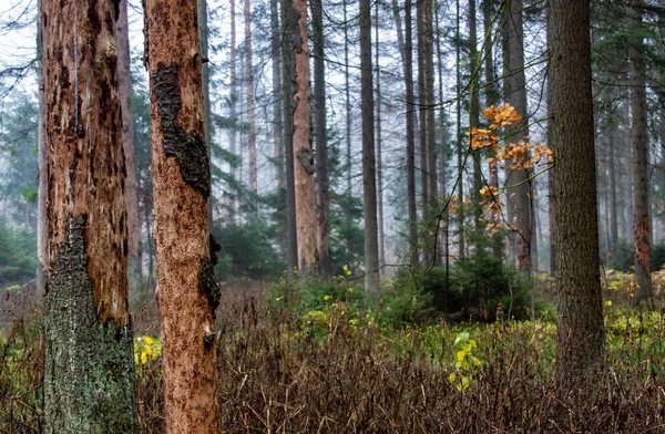 Día Nublado Otoño Bosque Knyszyn Podlasie Polonia — Foto de Stock