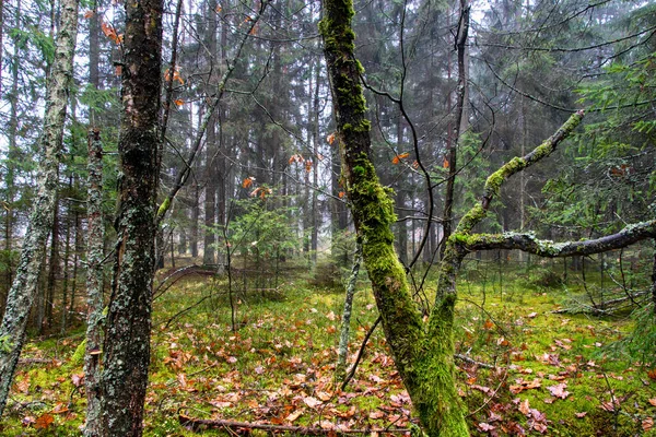 Dia Nublado Outono Floresta Knyszyn Podlasie Polônia — Fotografia de Stock