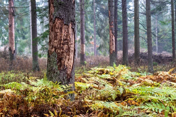 Día Nublado Otoño Bosque Knyszyn Podlasie Polonia — Foto de Stock