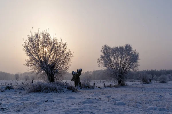 Bellezza Dell Inverno Nevoso Freddo Podlasie Polonia — Foto Stock